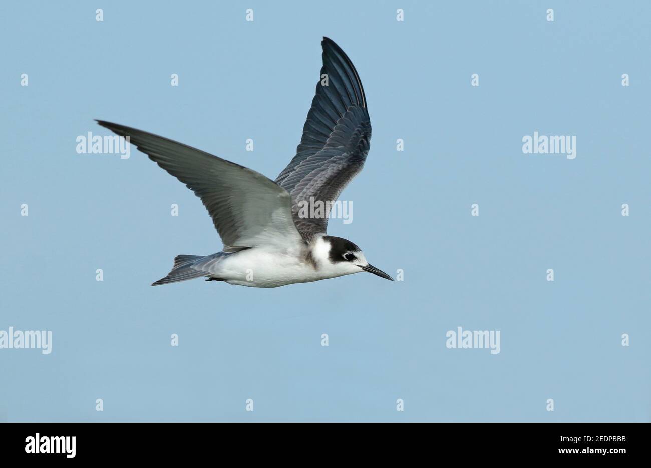 black tern (Chlidonias niger), Immature in flight, Netherlands, Northern Netherlands Stock Photo