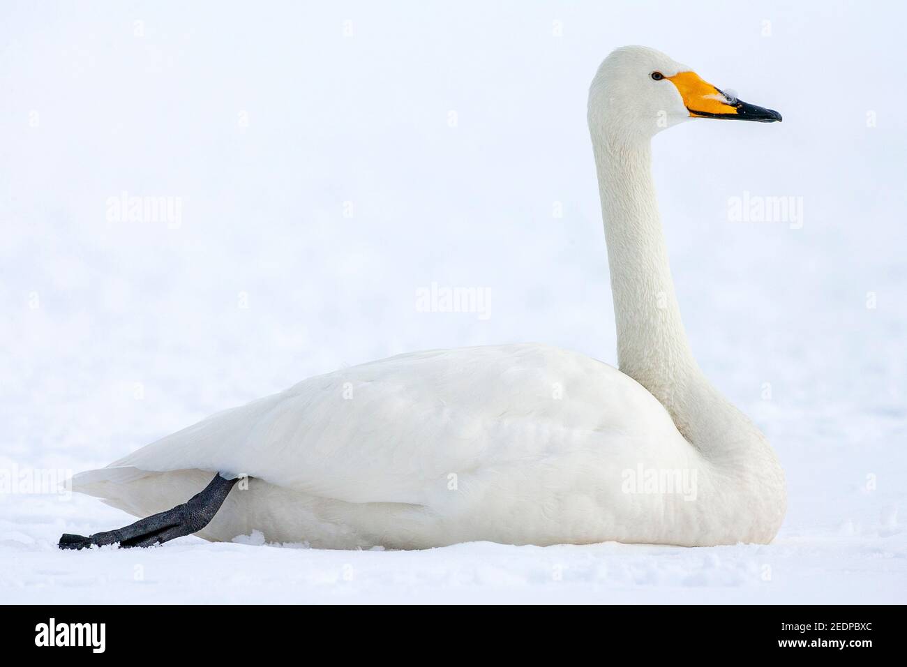 whooper swan (Cygnus cygnus), resting on the snow, Japan, Hokkaido Stock Photo