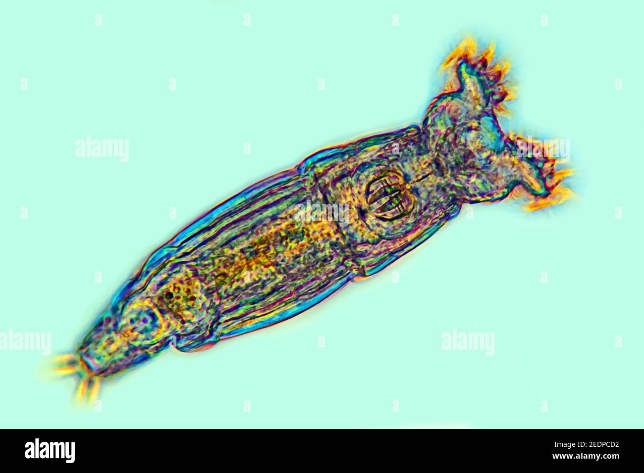 rotifers (Rotatoria), rotifer, phase-contrast MRI Stock Photo