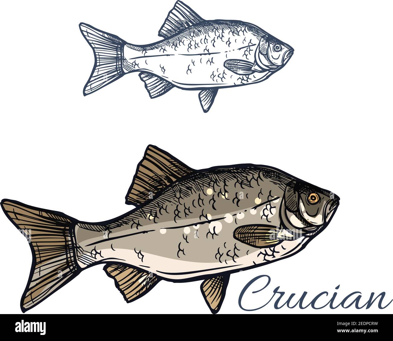 Crucian sketch vector fish icon. Isolated lake or river crucian carp fish species of carassius or goldfish. Isolated symbol for seafood restaurant sig Stock Vector