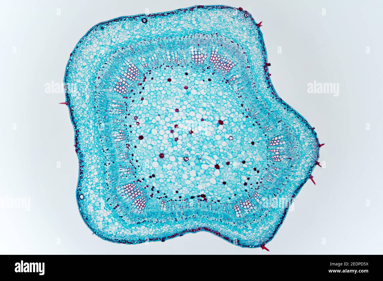 cotton (Gossypium barbadense), cross section of the stem, microtome section Stock Photo