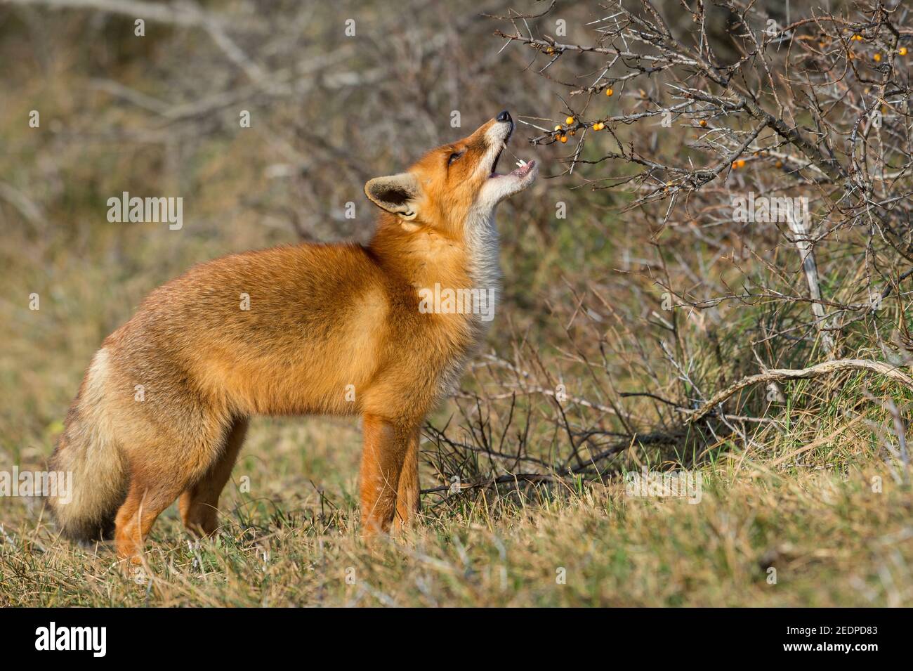 red fox (Vulpes vulpes), feeds berries, Netherlands Stock Photo Alamy