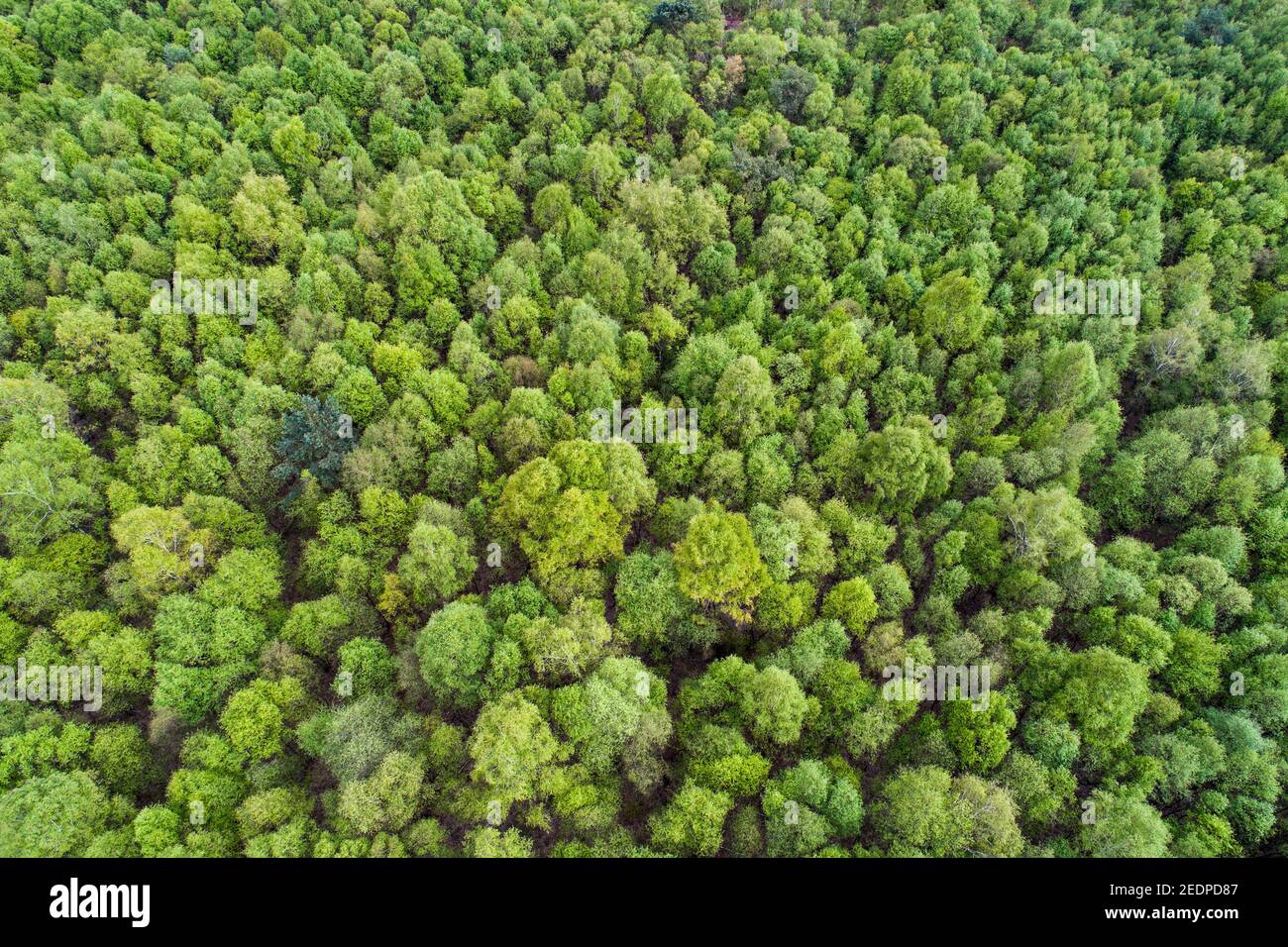 Goldenstedt moor, aerial view, Germany, Lower Saxony, Goldenstedt Stock Photo