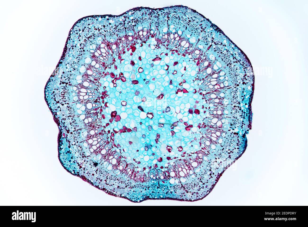 grape-vine, vine (Vitis vinifera), cross section of the stem of vine, microtome section Stock Photo