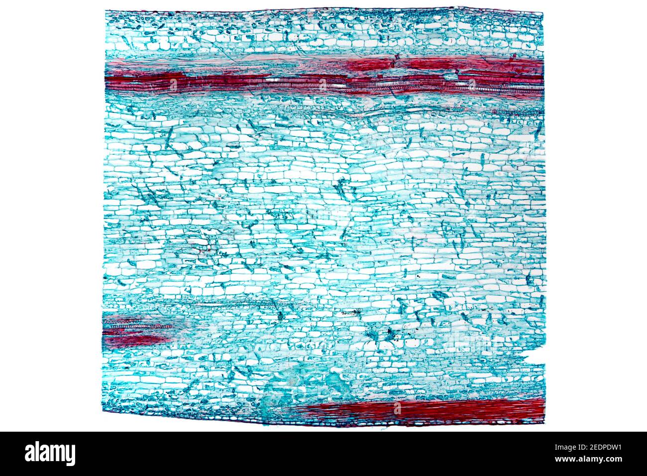 wild celery (Apium graveolens), longitudinal cut of the stem of celery