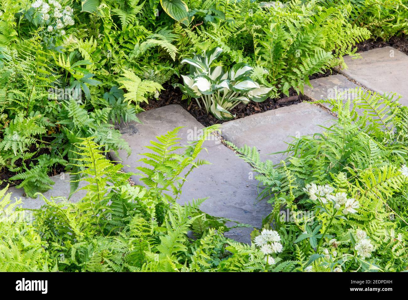 An English shady front garden stone slabs paving path with planting of hosta and ferns in a green planting scheme colours colors England GB UK Stock Photo