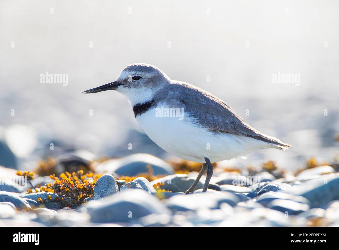 wry-bill, wrybill (Anarhynchus frontalis), adult standing in a river bed, New Zealand, Southern Island, Glentanner Park Stock Photo