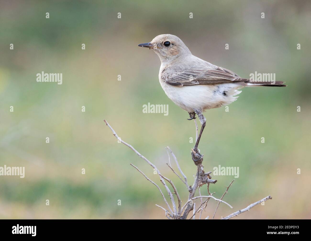 Finsch's wheatear (Oenanthe finschii), adult female perched on a branch, Tajikistan Stock Photo