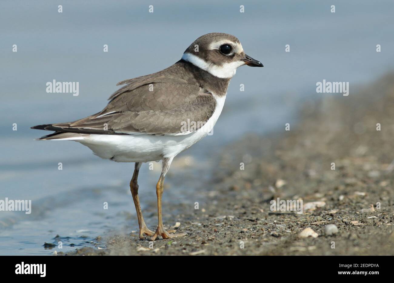 ringed plover (Charadrius hiaticula), Immature standing on a beach, Netherlands Stock Photo