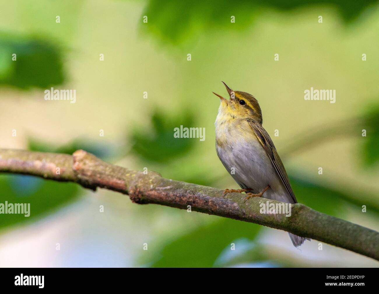 wood warbler (Phylloscopus sibilatrix), Loudly singing male, sitting on branch, Netherlands, Schiermonnikoog Stock Photo