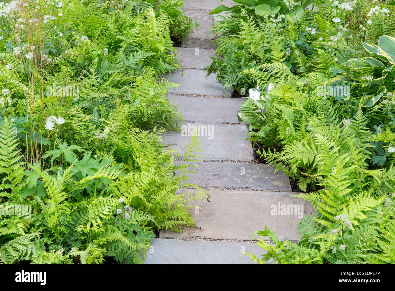 An English shady front garden stone paving slabs path with planting of hosta and ferns in a green planting scheme colours colors England GB UK Stock Photo