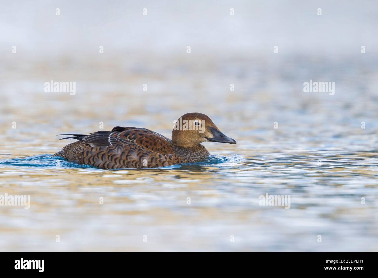 king eider (Somateria spectabilis), First-winter female swimming, Norway Stock Photo