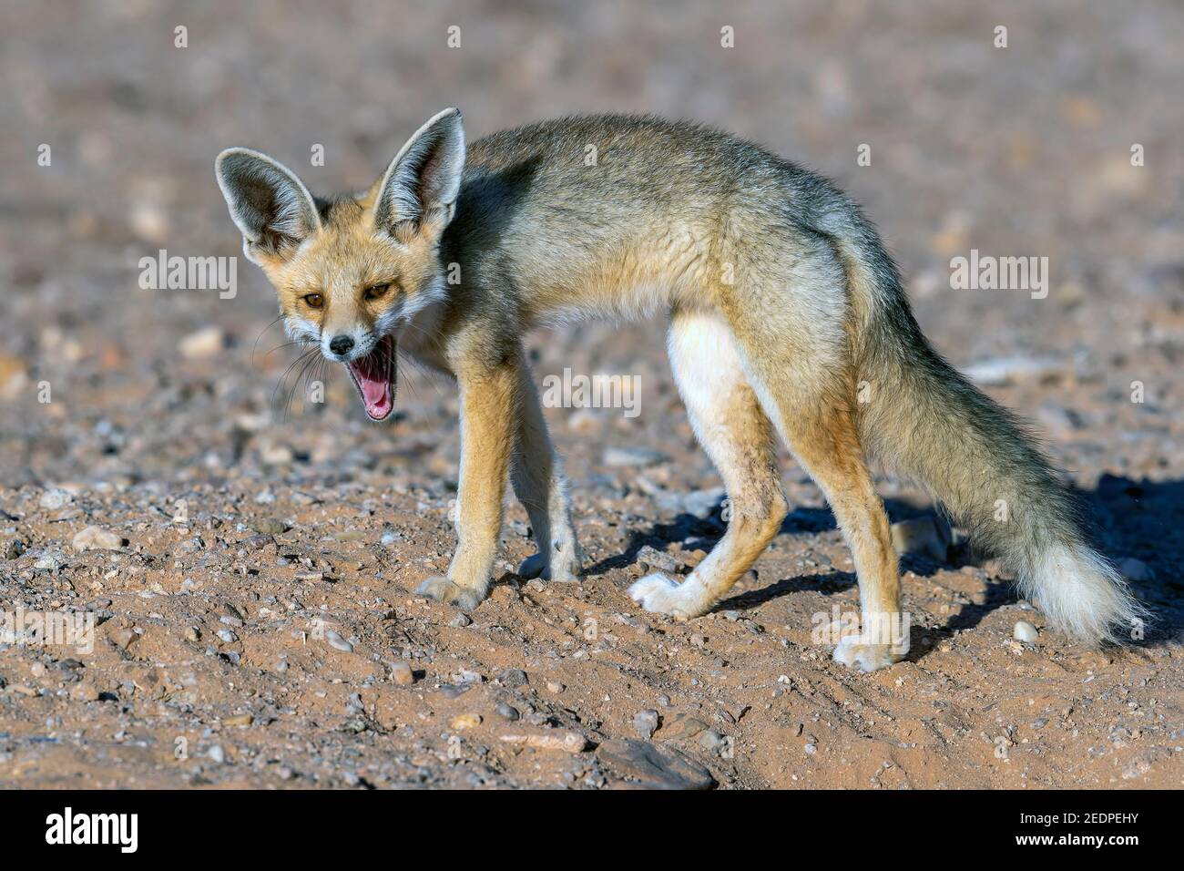 sand fox, Ruppell's fox (Vulpes rueppellii), near the den in rocky desert at Bougouffa trail, Morocco, Dakhla Stock Photo