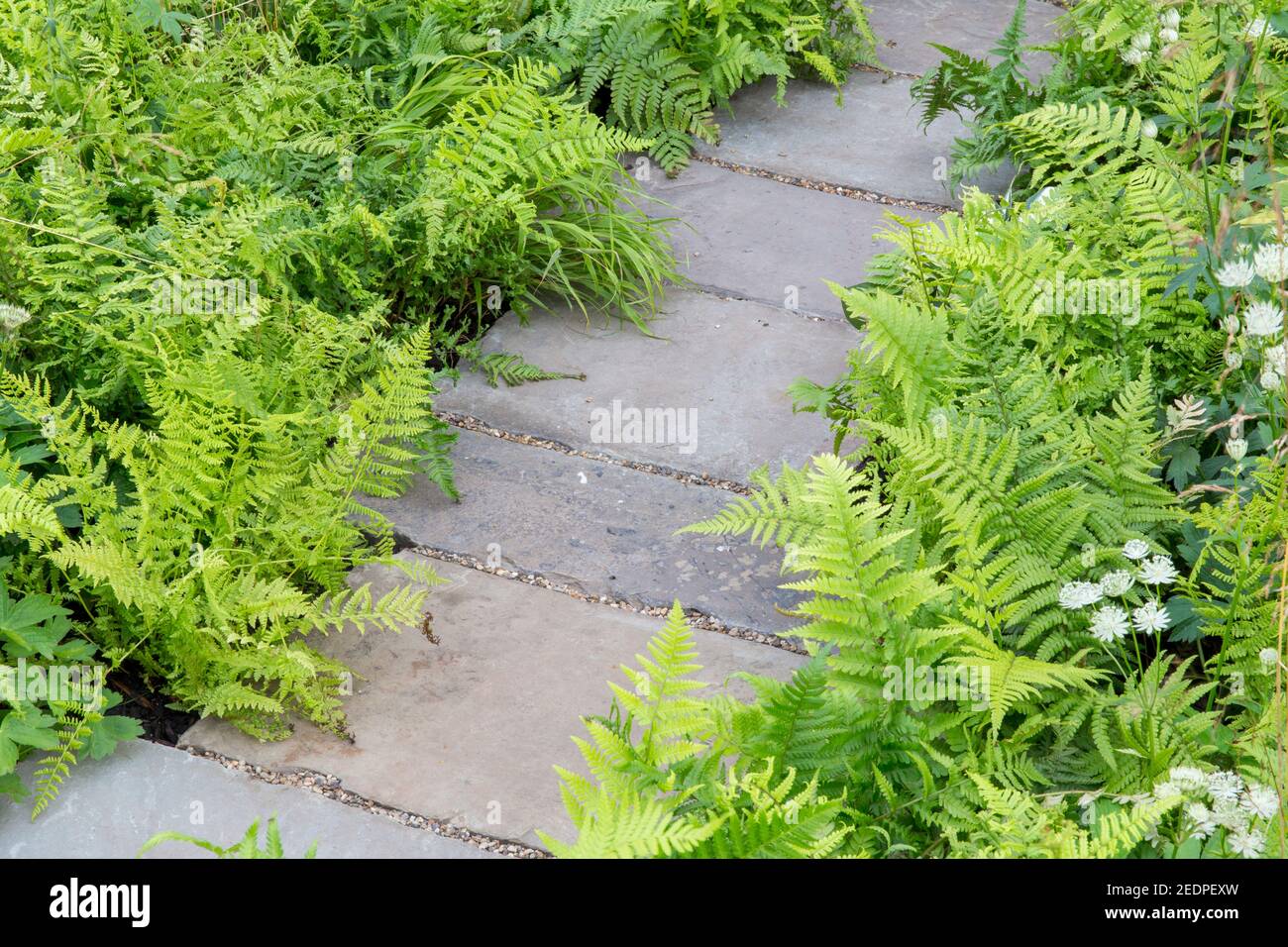 An English shady front garden stone slabs path with planting of hosta and ferns in green planting scheme colours colors England GB UK Stock Photo