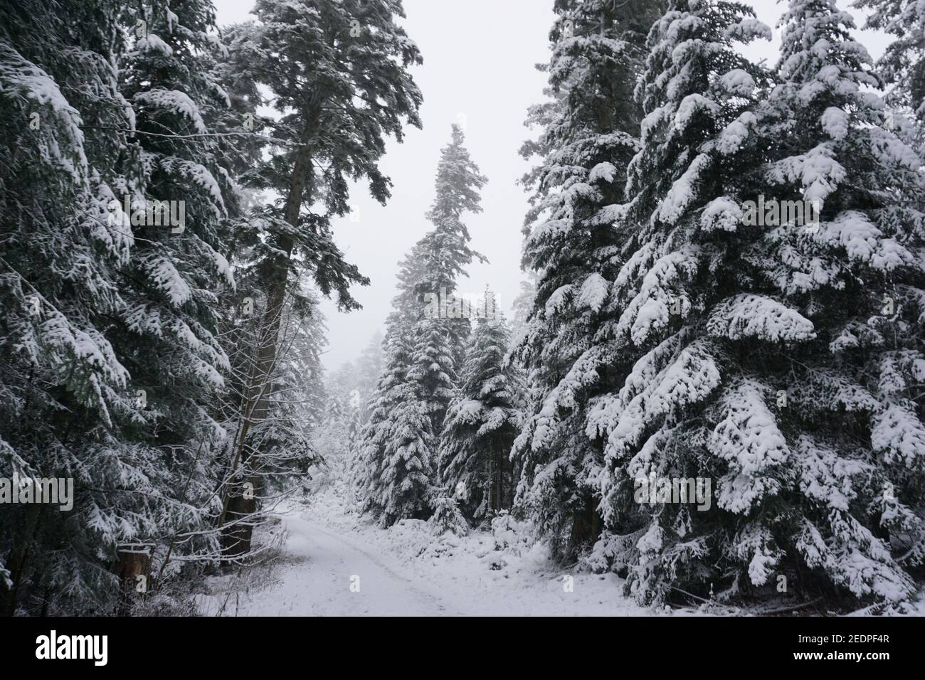 Beautiful white forest with pine trees covered with snow Stock Photo ...