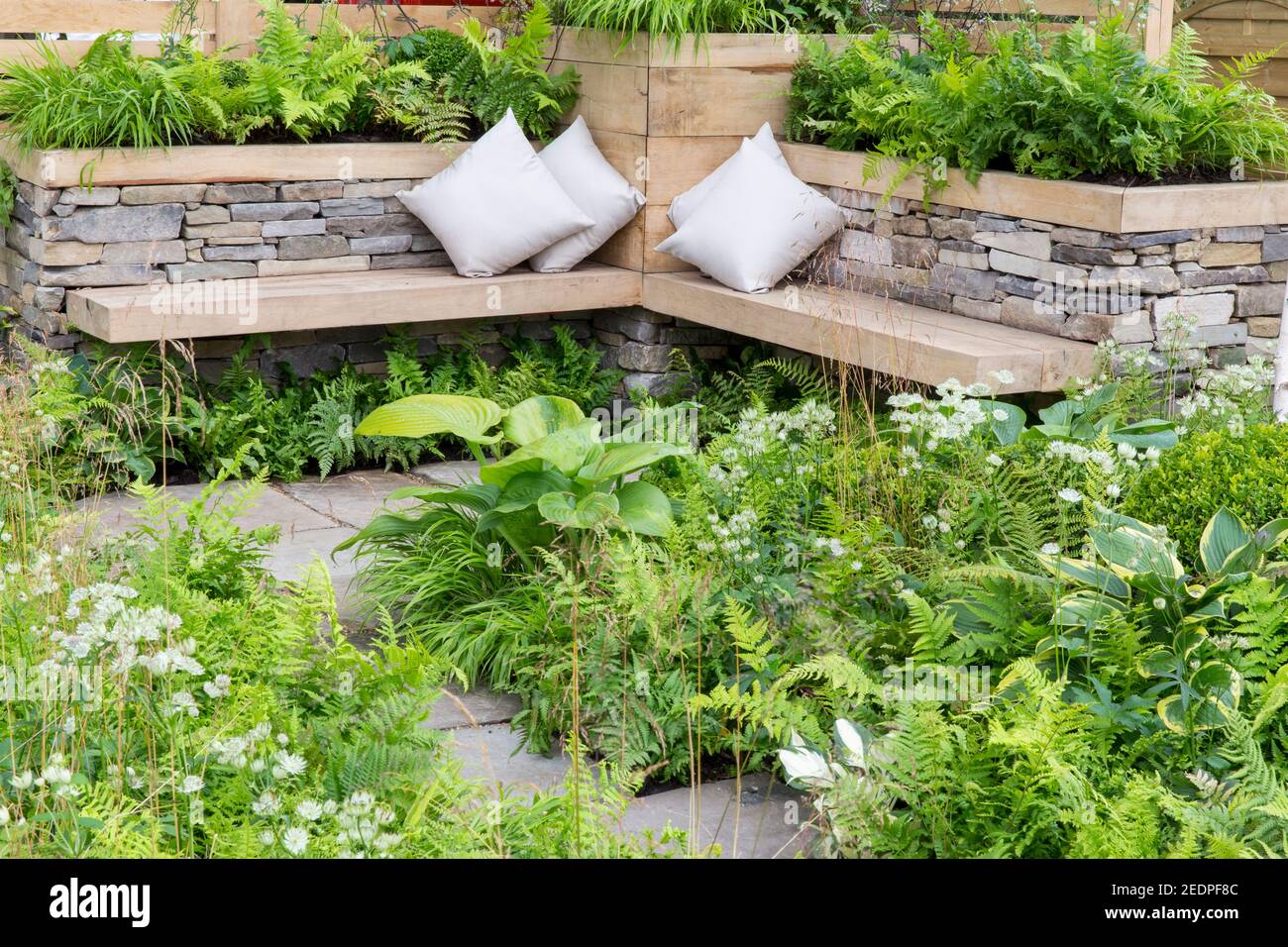 A wooden bench with cushions in a corner seating area and dry stone wall raised beds with ferns growing and Hosta plants England GB UK Stock Photo