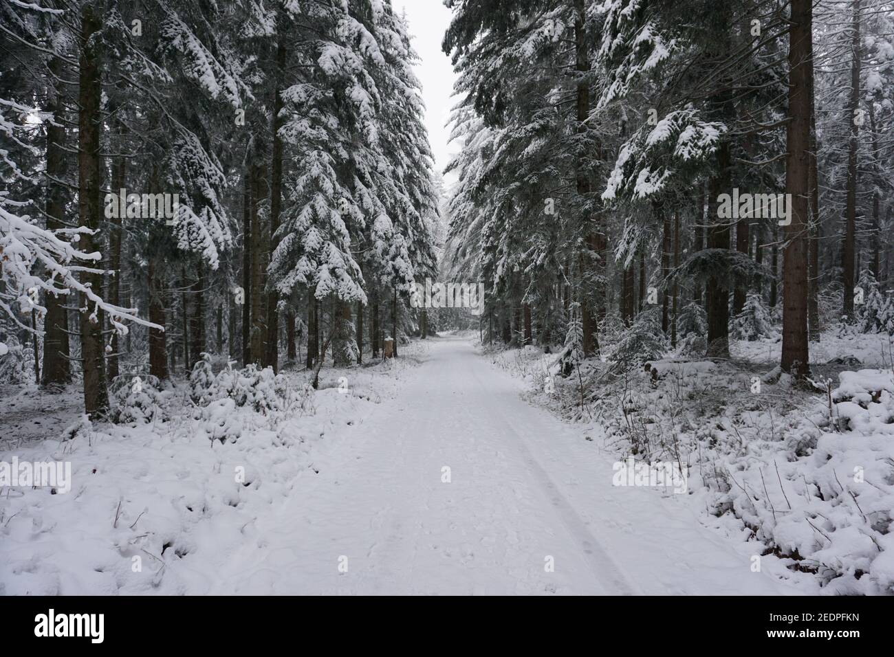 Beautiful white forest with pine trees covered with snow Stock Photo ...