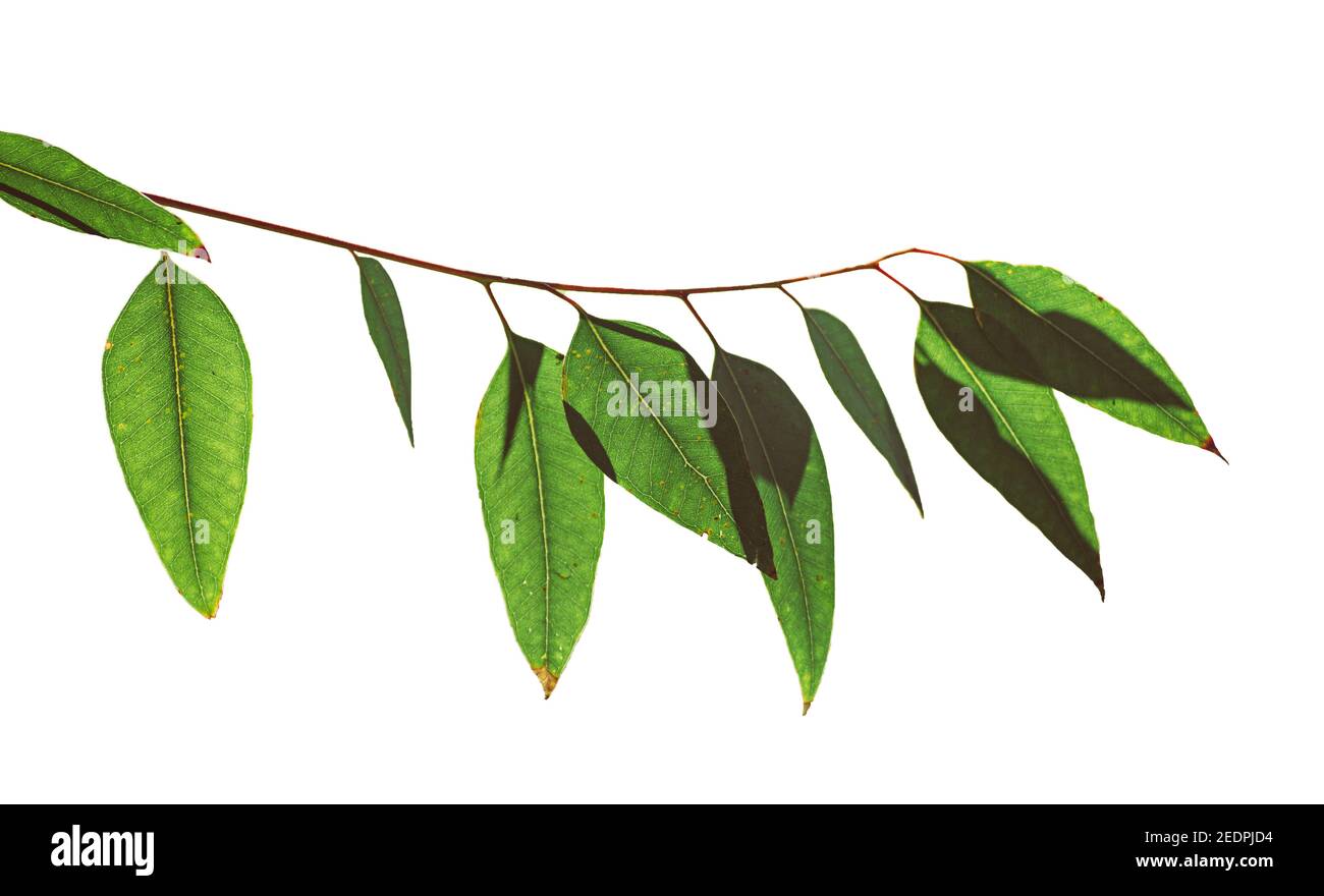 Eucalyptus green leaves isolated on white background with copy space Stock Photo