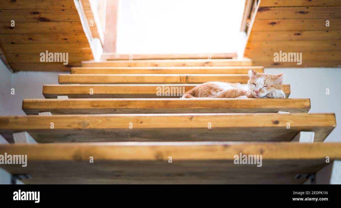 Funny cute orange tabby cat lying on the floor Stock Photo - Alamy