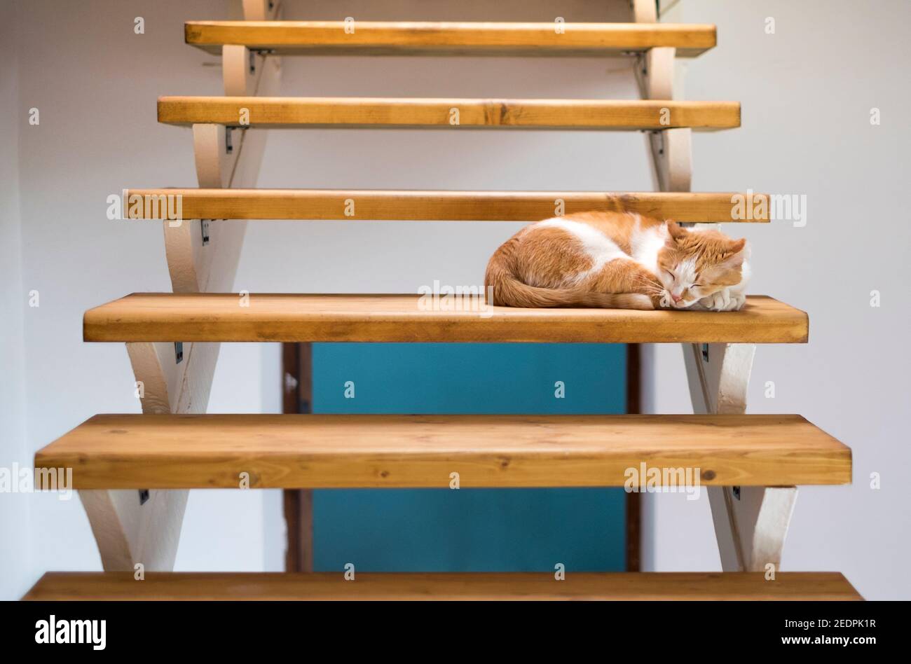 Funny cute orange tabby cat lying on the floor Stock Photo - Alamy