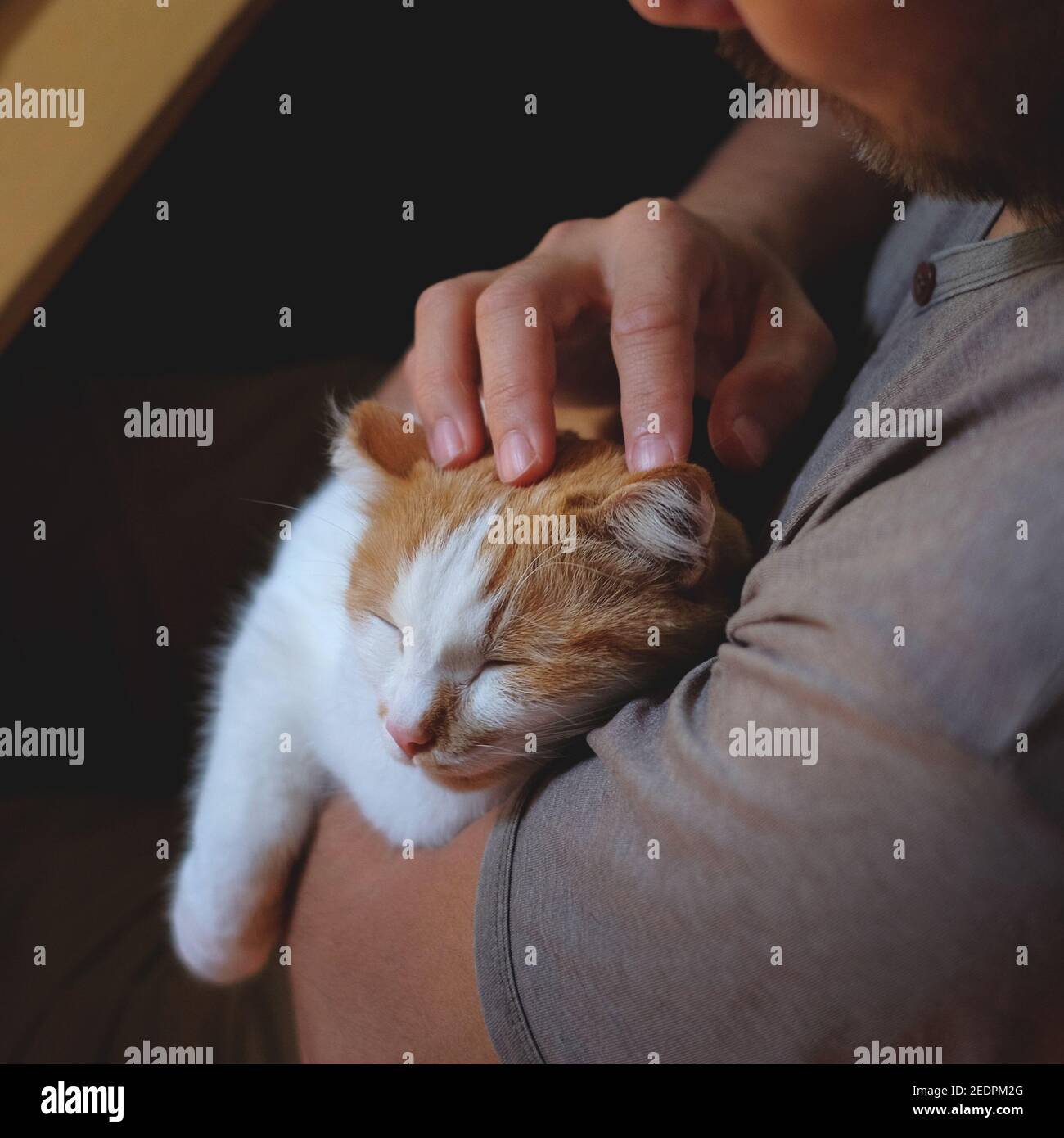 Cute cat lying on the human's hand Stock Photo
