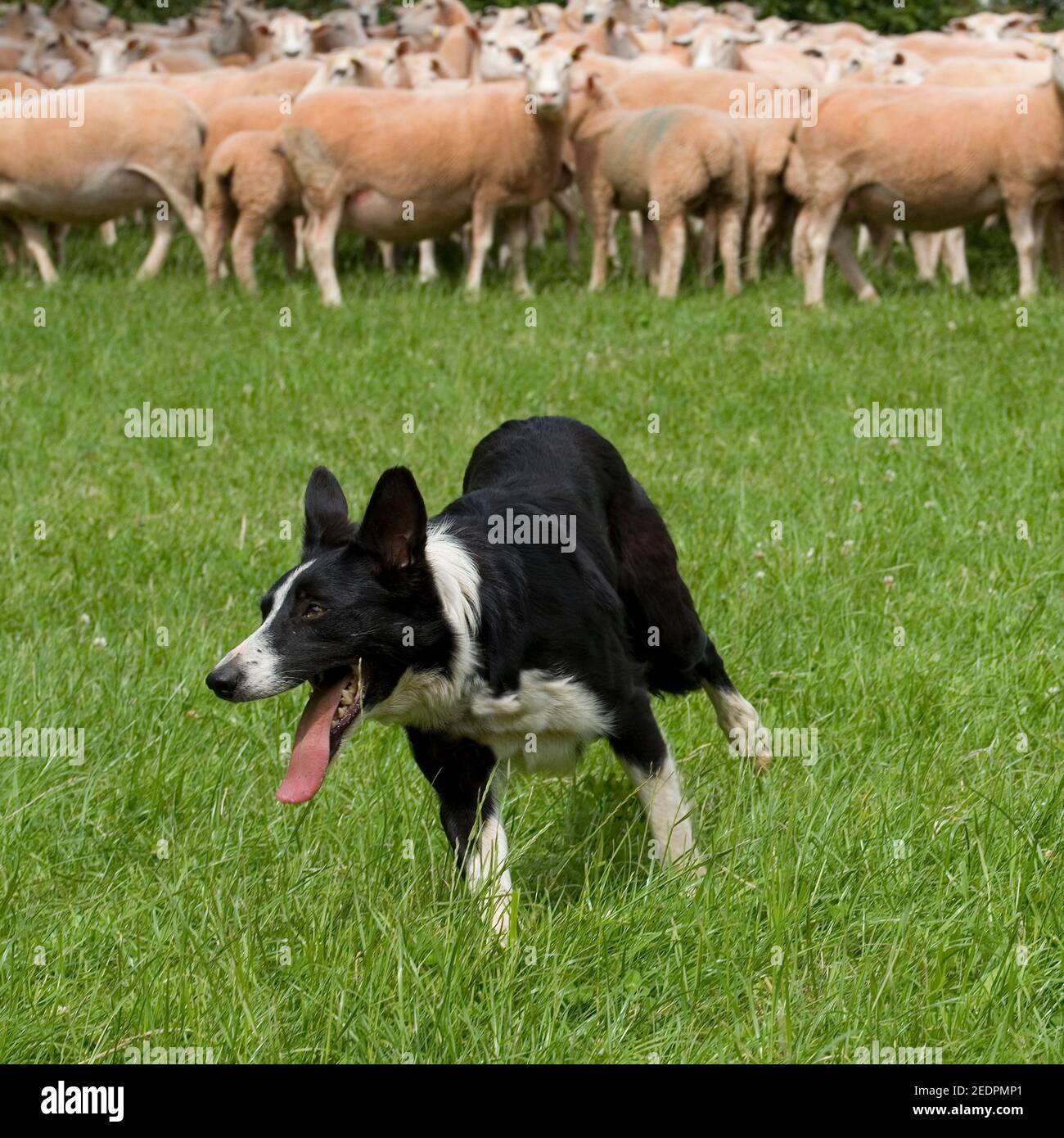 border collie working sheep Stock Photo