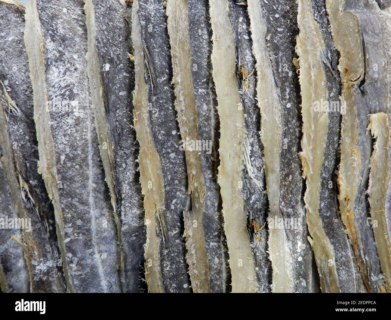 Salted saithe cod in the market Stock Photo