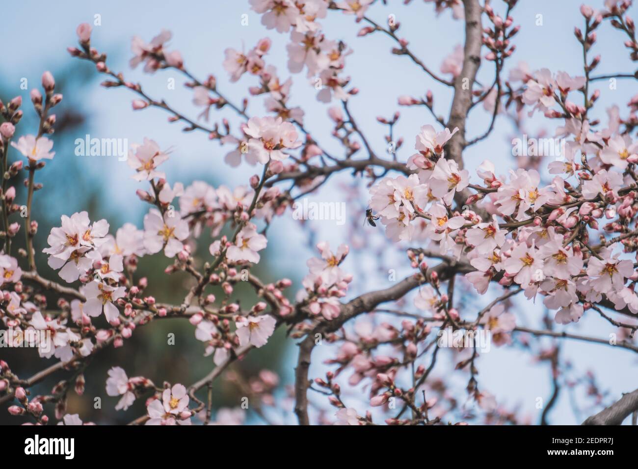 Spring and flowers drawing hi-res stock photography and images - Alamy