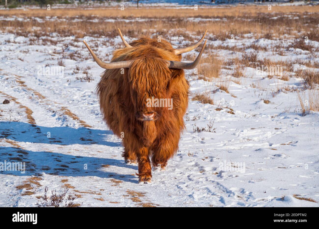 impressive scottish highlanders with big horns walk in the snow facing the camera Stock Photo