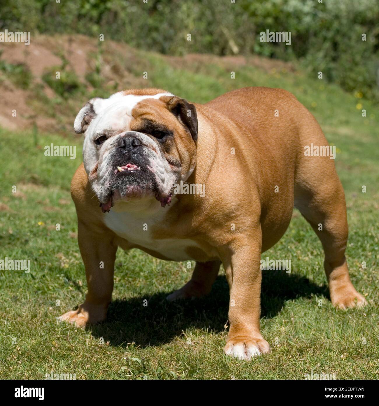 bulldog Stock Photo