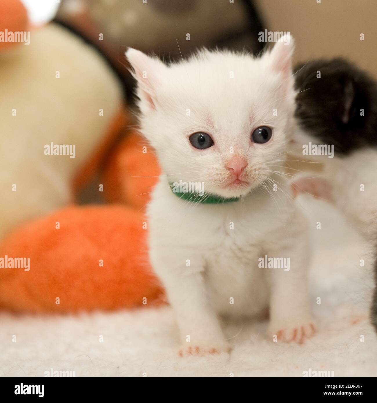 Tiny clearance white cat