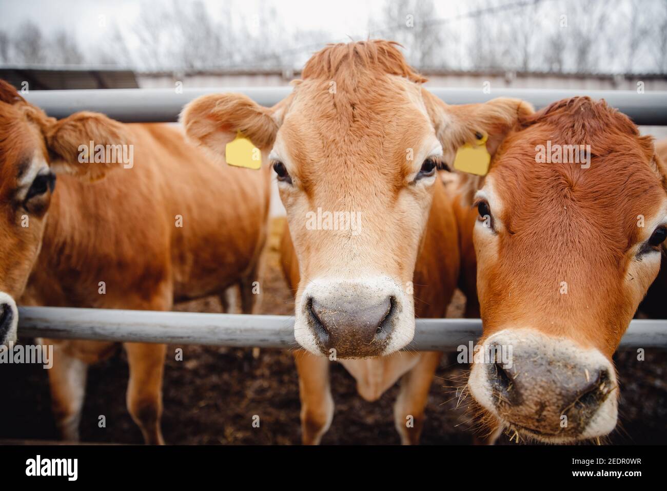 Modern automated farm for breeding red Jersey cows. Meat, milk, cheese