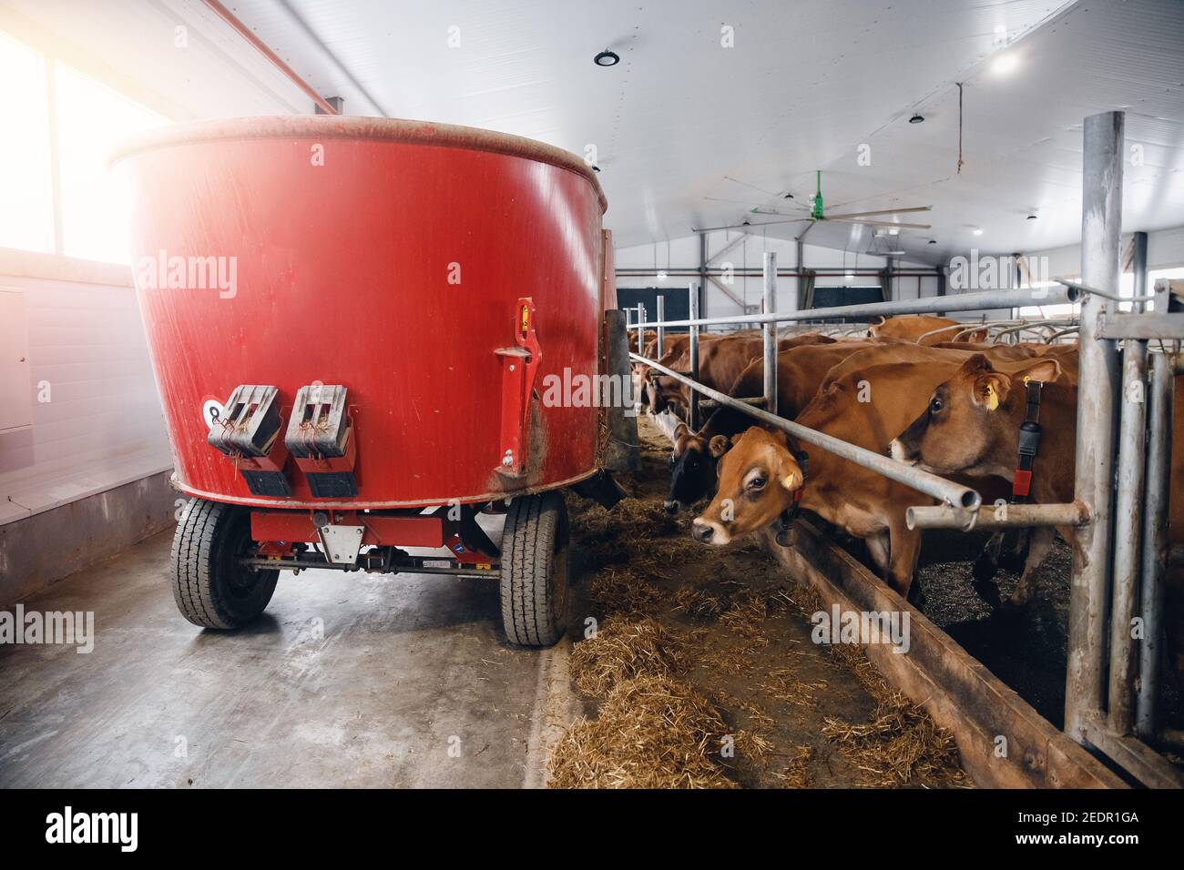 Tractor for automatic feeding of cows with hay on farm Stock Photo Alamy