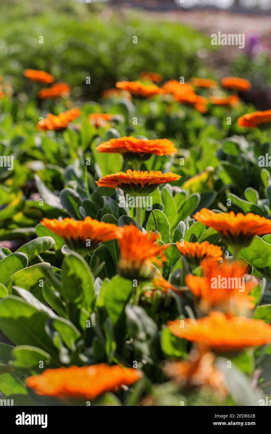 Pot marigold a species of Daisy, also known as Common marigold Stock ...