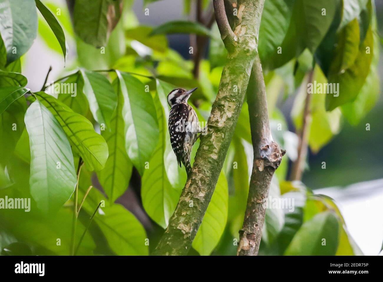 (210215) -- MANILA, Feb. 15, 2021 (Xinhua) -- A Philippine pygmy woodpecker is seen perched on a tree at a park in Manila, the Philippines on Feb. 15, 2021. (Xinhua/Rouelle Umali) Stock Photo