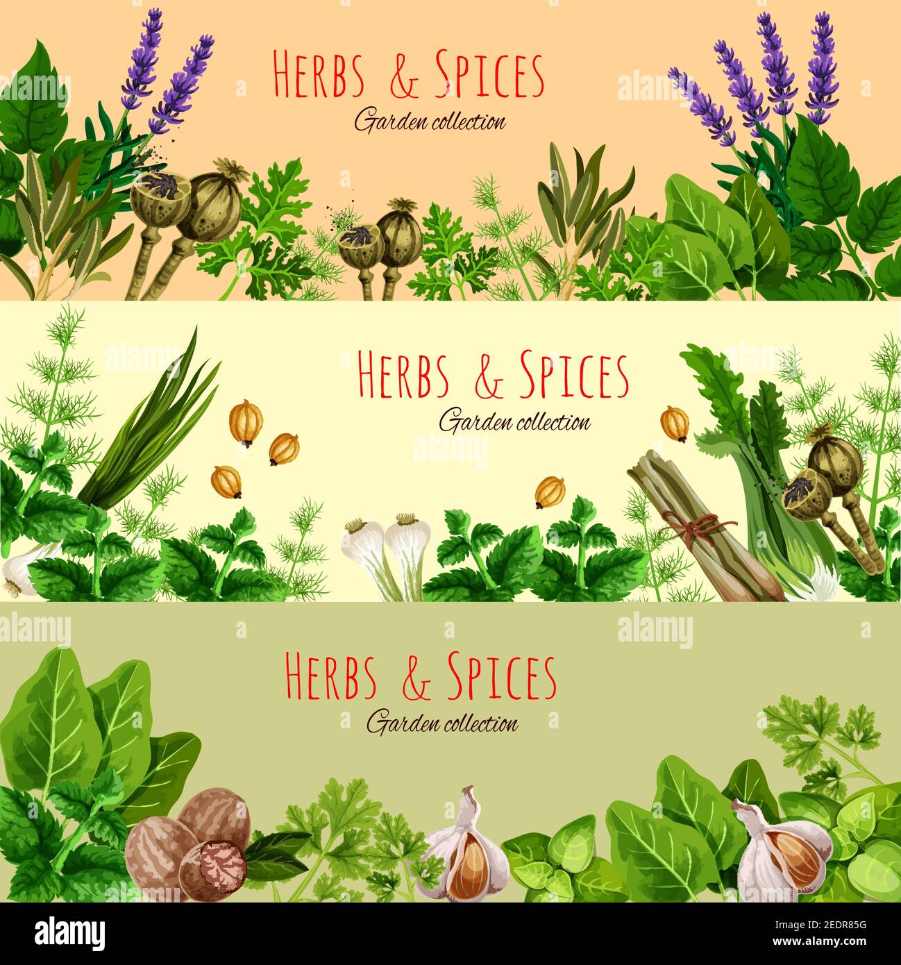 Herbs, spices and condiments banner set. Fresh parsley, basil, dill