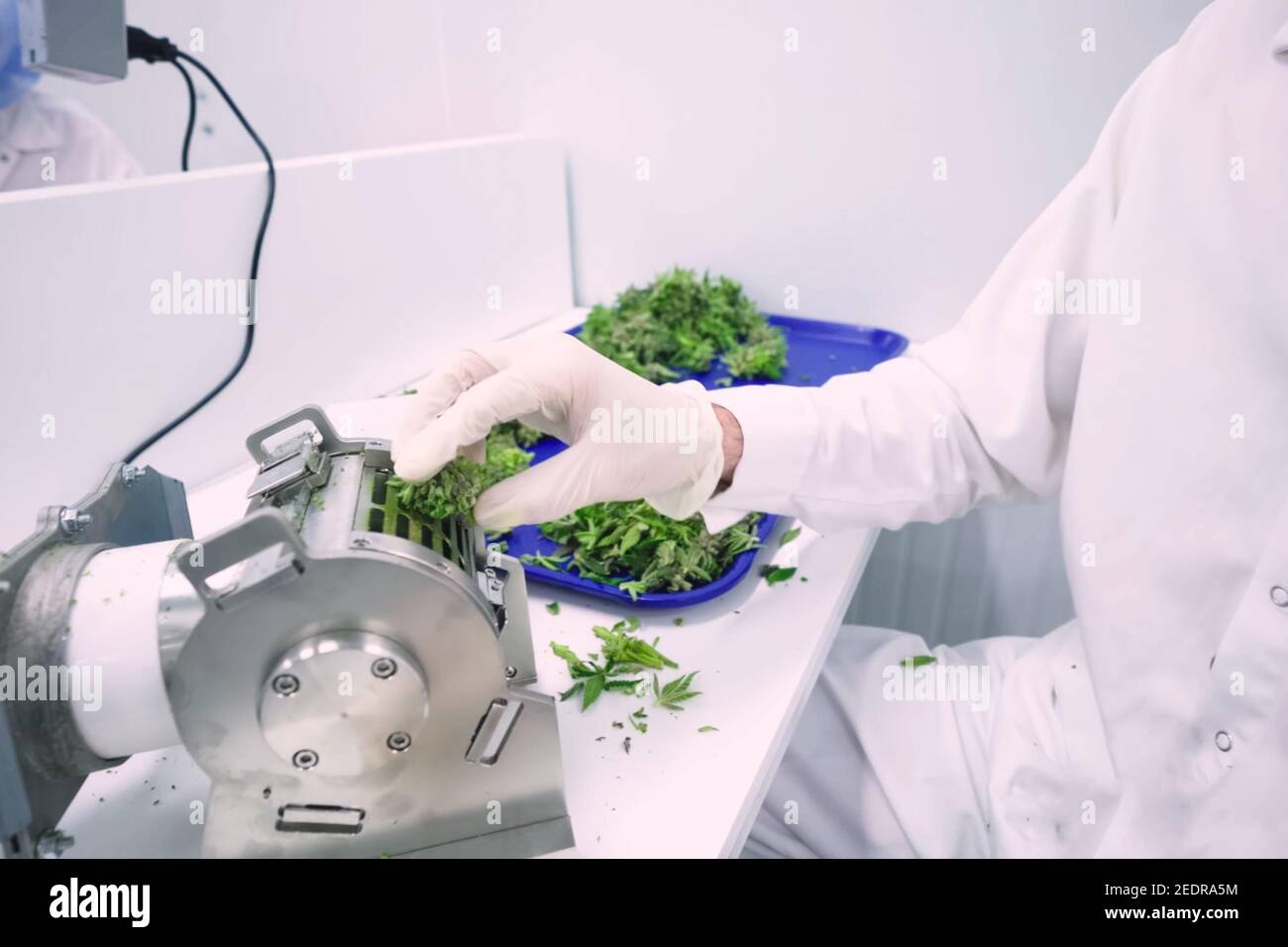 a Laboratory for quality control of grown cannabis for medical purposes. Picking marijuana Stock