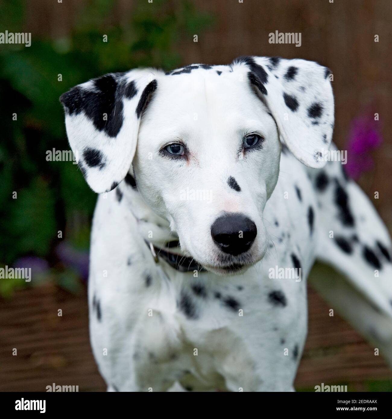 dalmatian dog Stock Photo - Alamy