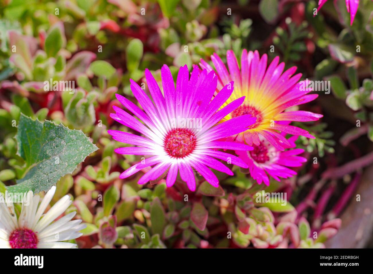 Livingstone daisies hires stock photography and images Alamy