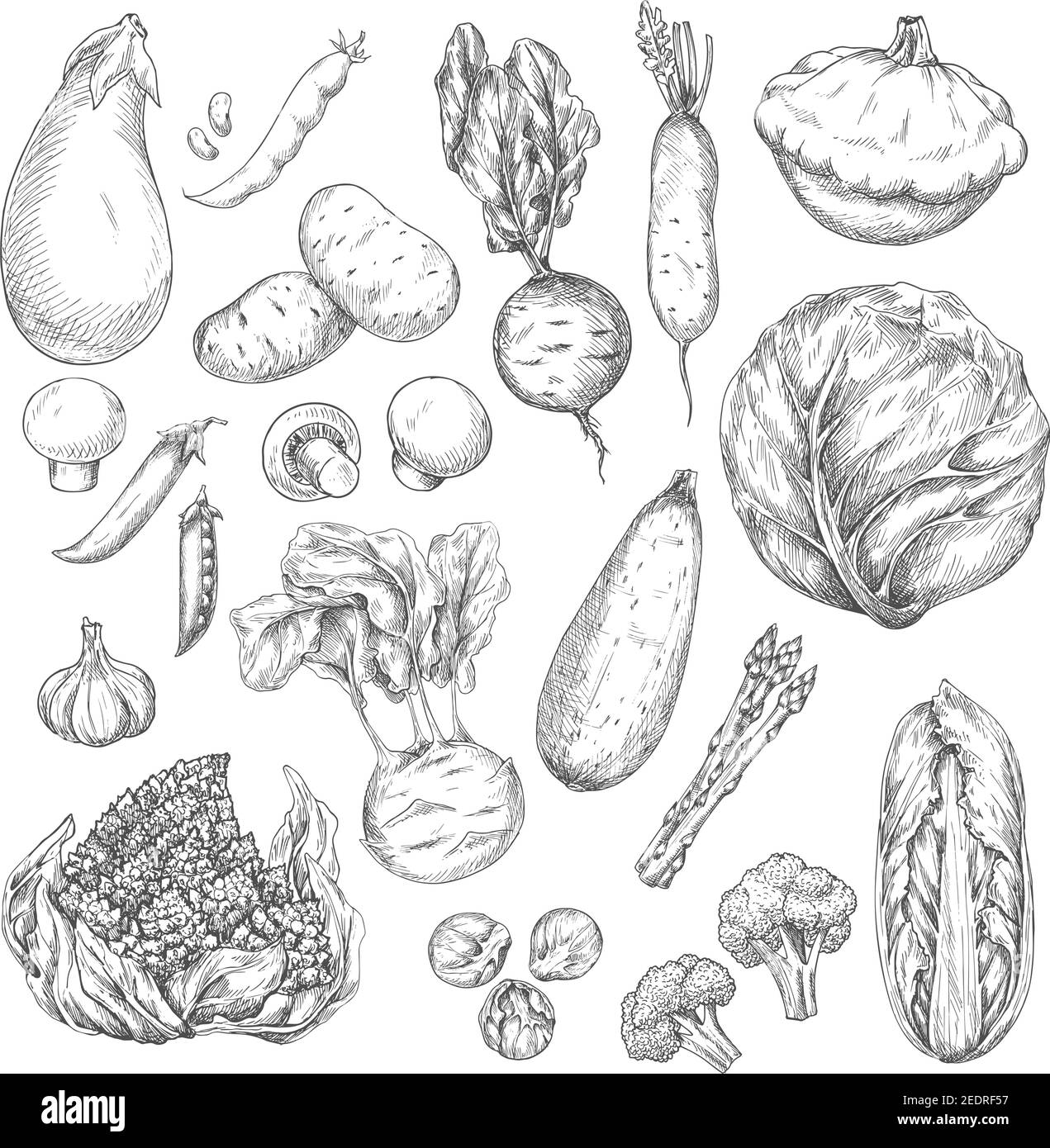 Vegetable and mushroom sketches. Farm broccoli andcabbage, potato, radish and garlic, eggplant, bean, zucchini, beet and pea, kohlrabi, champignon and Stock Vector