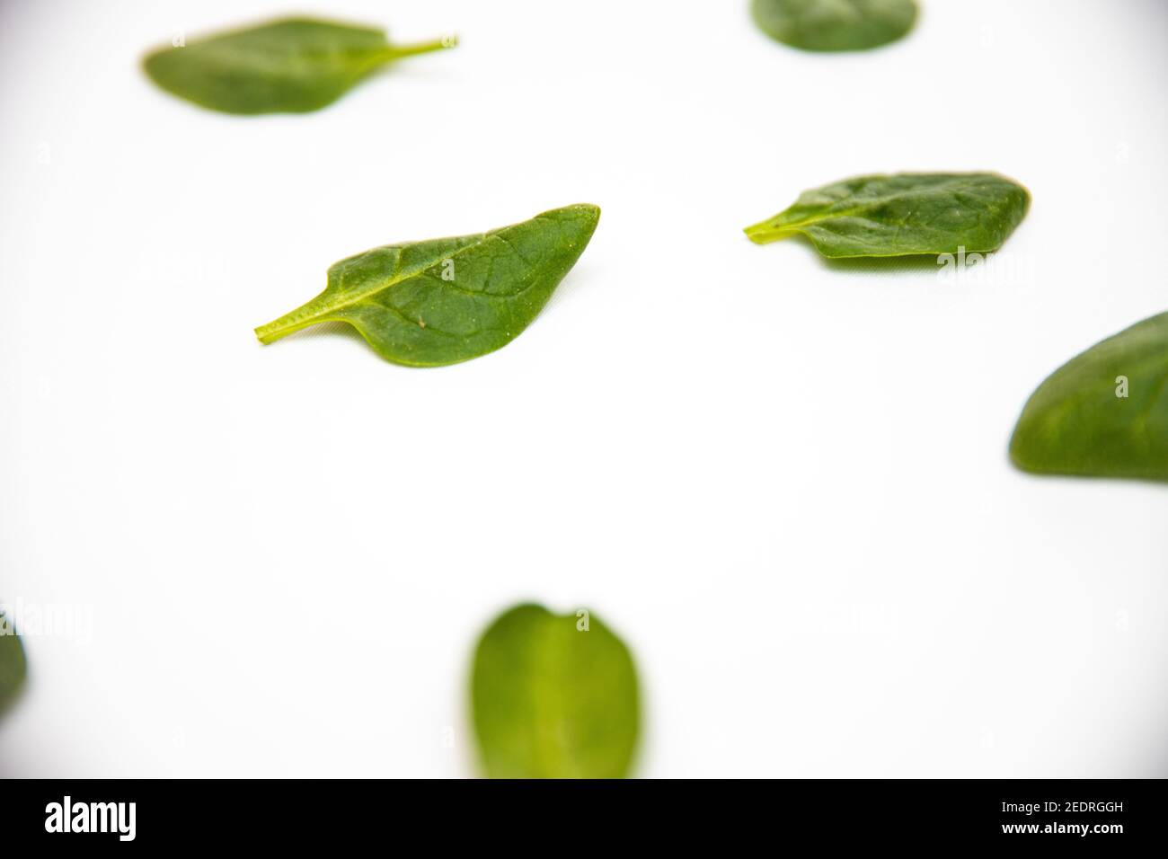 White background with many green spinach leaves Stock Photo - Alamy