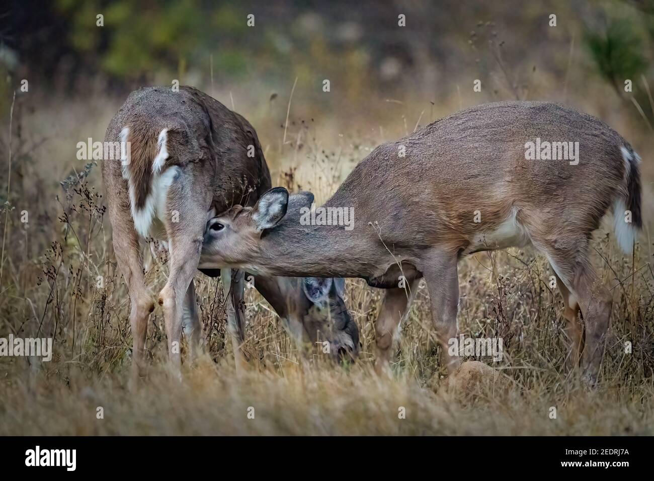Yearling whitetail deer nursing Stock Photo Alamy