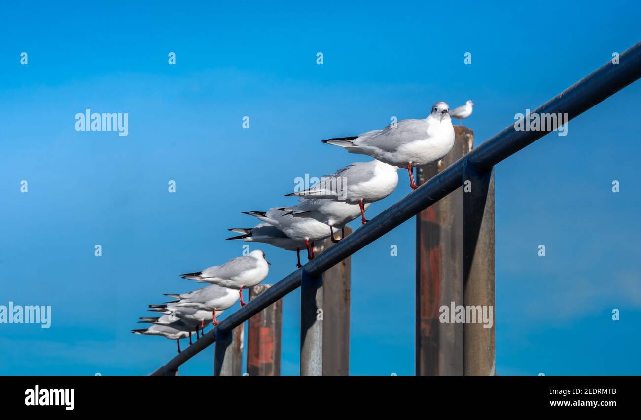 A line up of gulls standing on a metal bar in front of a blue sky. Stock Photo