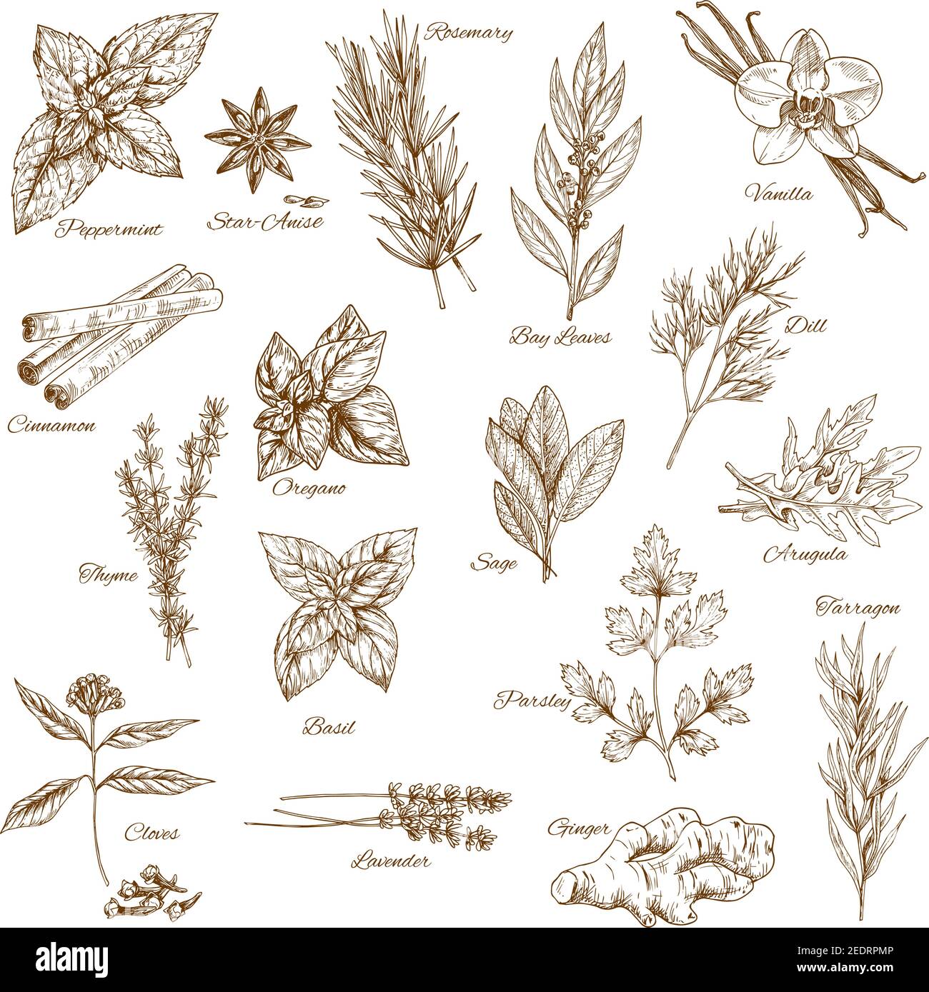 Herbs and spices sketches. Rosemary basil and mint cinnamon