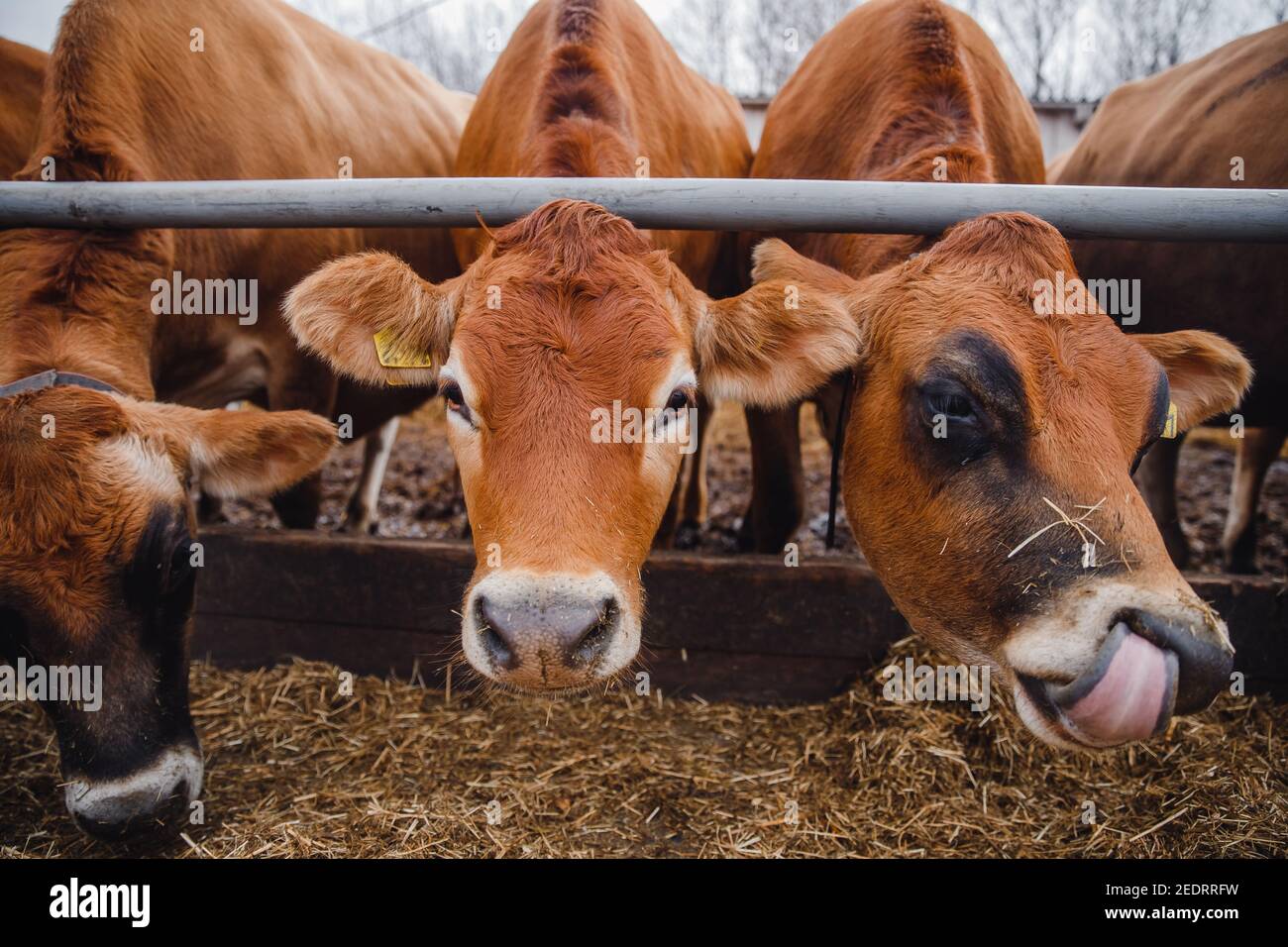 Modern automated farm for breeding red Jersey cows. Meat, milk, cheese