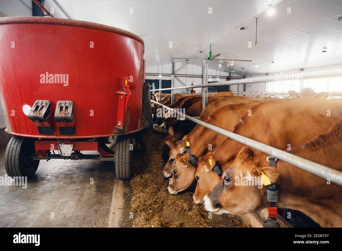 Modern automated farm for breeding red Jersey cows. Meat, milk, cheese