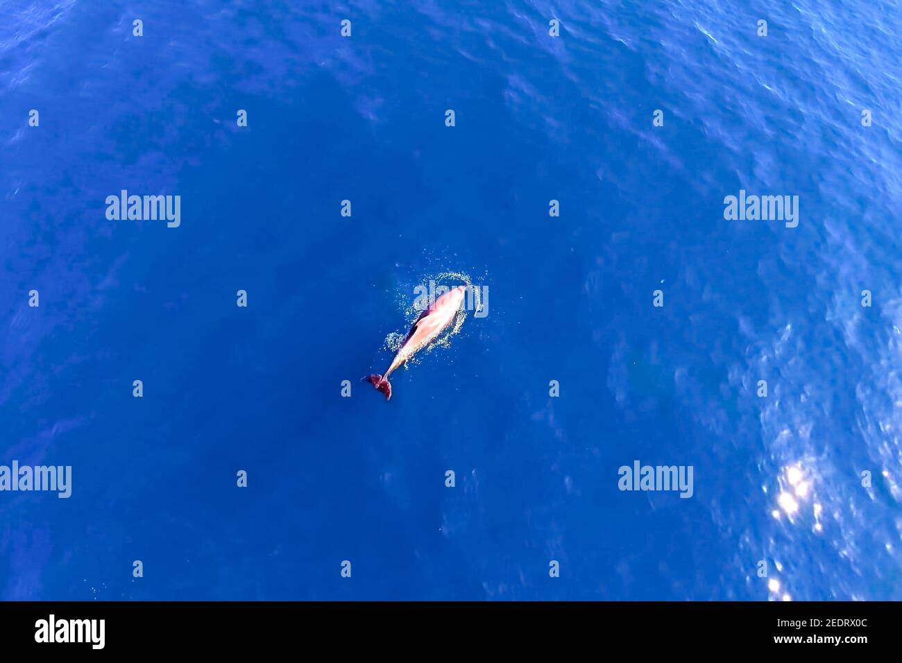Top view of bottlenose dolphins in sea water. wild dolphins in the ...