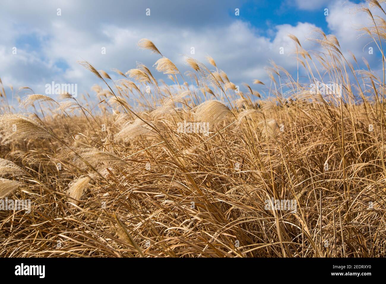 Scenery of Jeju Island in Korea Stock Photo