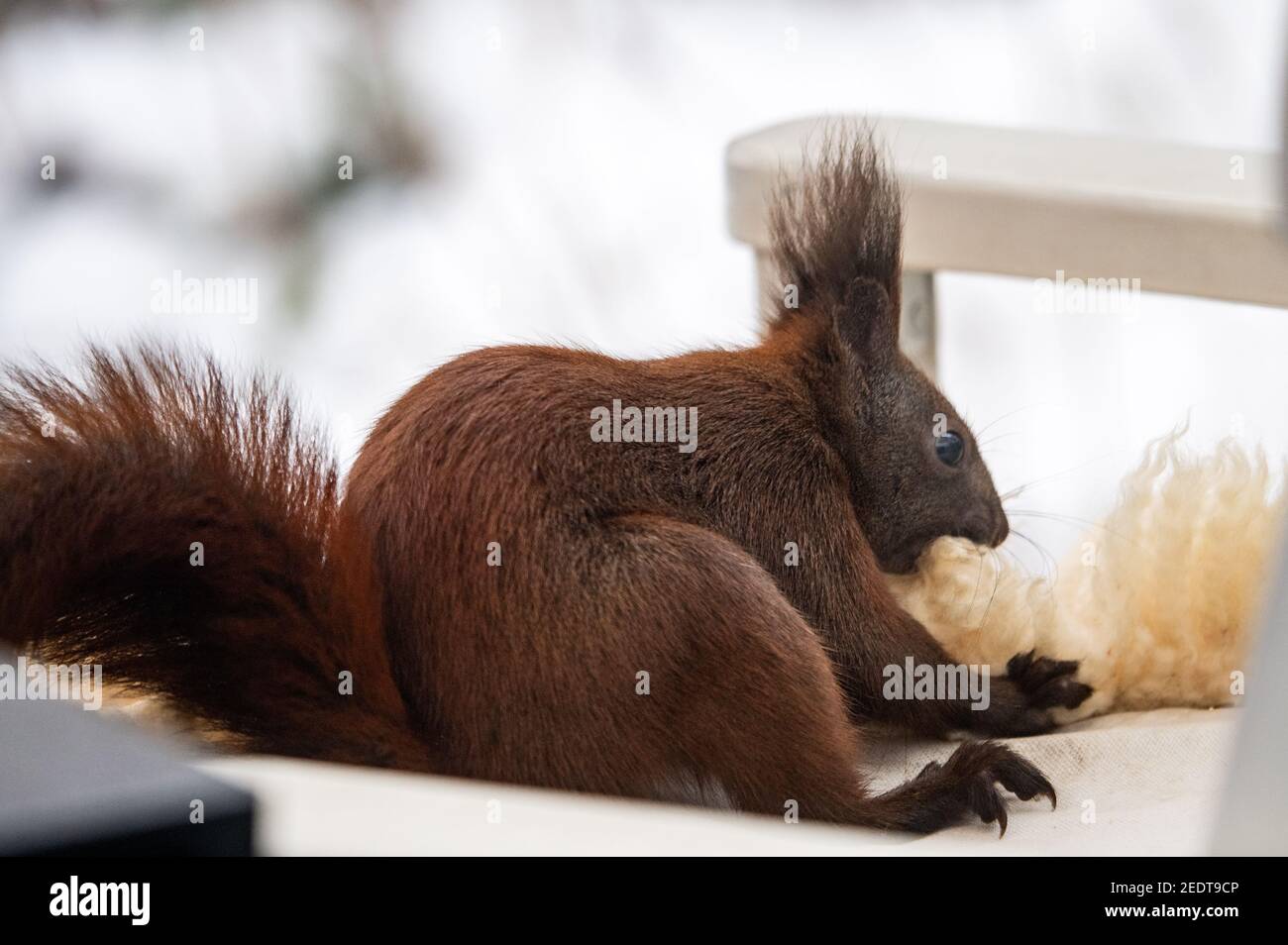 Berlin, Germany. 15th Feb, 2021. A squirrel plucks wool from a sheepskin lying on a chair in a garden in Tempelhof. Squirrels do not hibernate, but only hibernate, which they interrupt for one to two hours every day to feed. Credit: Bernd von Jutrczenka/dpa/Alamy Live News Stock Photo