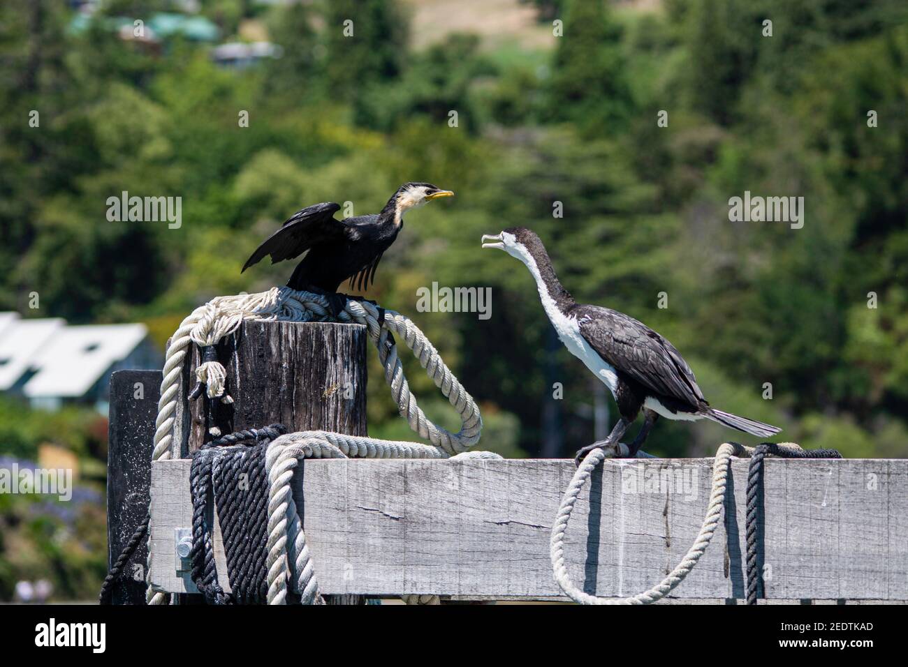 A dispute over prime perching space between a little pied shag and a pied shag on a wooden jetty. new Zealand. Stock Photo